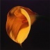 Figura 08 – Lírio Calla, 1987, de Robert Mapplethorpe