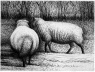 Henry Moore. Sheep, 1972