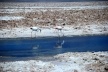 Flamingos na Laguna Chaxa, Salar de Atacama