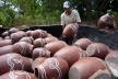 Cascavel, Ceará. Arrumando o forno para a queima de potes de barro