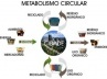 Modelo de metabolismo circular das cidades