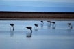 Flamingos na Laguna Chaxa, Salar de Atacama, Chile