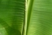 Ceará. Folhas de bananeira