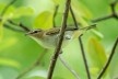 Juruviara (Vireo olivaceus), ave migratória