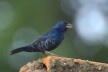 Tiziu (Volatinia jacarina), ave migratória