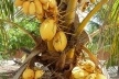 Cruz, Ceará. Coqueiro de Coco Amarelo