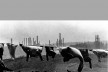 Quotidianum, anos 1970-1980