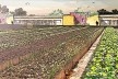 Proposta bairro urbano + produção agrícola, montagem ilustrando os lotes agrícolas. Roney Pessoa, FAU PUC-Campinas