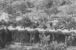 Fig. 9 - Legenda: Detalhe de um postal de 1905, mostrando as Palmeiras-de-Canárias plantadas sobre bacias subterrâneas ao longo da via principal