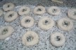 Tentativa de Bialy, antes do forno