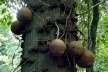 Frutos do abricó de macaco