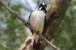 Bigodinho (Sporophila lineola), ave migratória