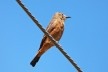 João-pires, ou gibão-de-couro (Hirundinea ferrugínea), ave migratória