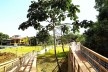 Parque Municipal Nair Bello, imagem da passarela com destaque para Embaúba, São Paulo SP Brasil, 2020. Secretaria Municipal do Verde e do Meio Ambiente