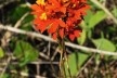 Epidendrum fulgens