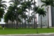 A prótese verde: renque de palmeiras imperiais junto ao Congresso Nacional