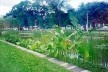 A vegetação aquática em um dos jardins retangulares posterior à restauração de 1998. Ao fundo, fileiras de árvore contornando a praça