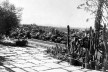 Casa da rua Santa Cruz, jardim com grupo de cactáceas, São Paulo SP. Gregori Warchavchik, 1927-28