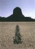 Richard Long, Sahara Line, 1988