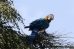 Arara-canindé, espécie emblemática do cerrado brasileiro, 2021