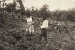 Casal trabalhando em plantação de milho, 1910