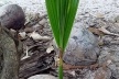 Ceará. Coco germinando