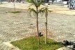 Largo da Batata, Pinheiros, São Paulo, plantio de araucárias