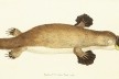 Primeira descrição do ornitorrinco, produzida por George Shaw e publicada na Miscelânea do Naturalista, 1799