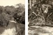À esquerda, barcos no rio Tamanduateí, São Paulo 1910; á direita, figueira junto ao rio Tamanduateí, provavelmente nas proximidades da rua Santa Cruz da Figueira, 1910