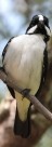 Aves migratórias na metrópole
