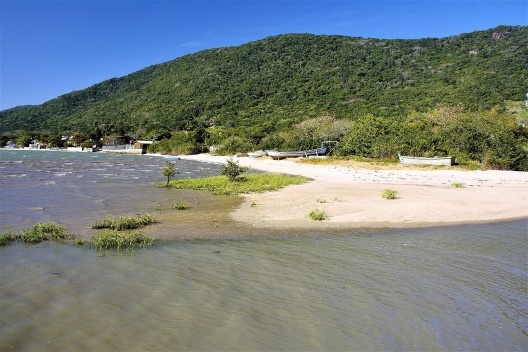Inicio da colonização por Spartina alterniflora