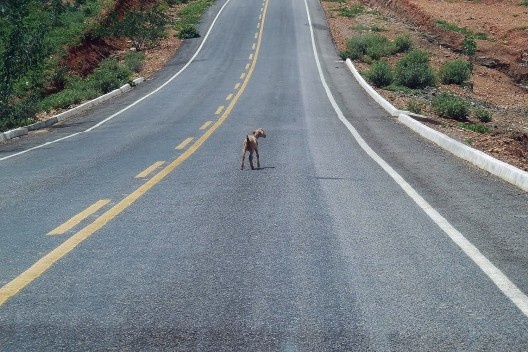... ou um bezerrinho...