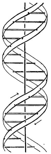 Desenho da estrutura molecular do DNA, publicado na revista Nature, em 1953, reproduzido em tamanho natural a partir de fac-símile publicado na revista Pesquisa Fapesp, em 2003