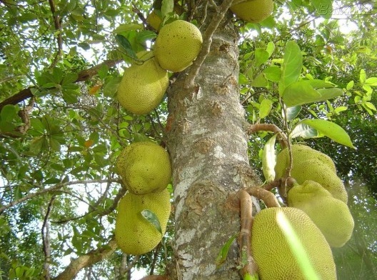 Jaqueira, invasora agressiva