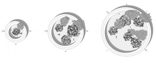 Três estudos iniciais para o toro