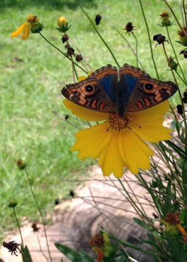 Pelos quintais de Goiás, 2015