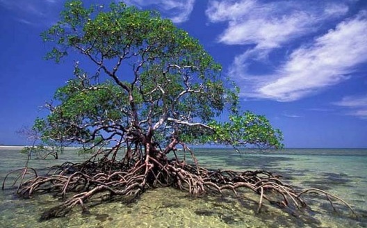 Rhizophora mangle