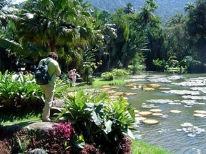 Ordem e natureza. A construção da paisagem do Jardim Botânico do Rio de Janeiro