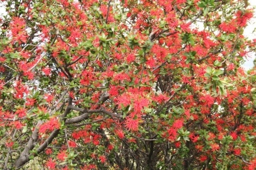 Notros, arbustos vermelhos da região austra