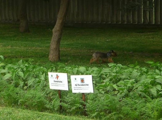 Horta pública em San Borja
