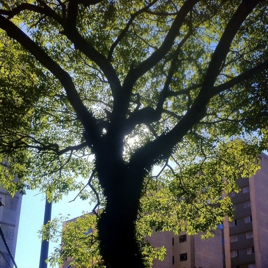 Árvore na Alameda Campinas, São Paulo