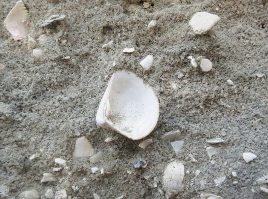 Obras da estação metroviária Jardim Oceânico: muitas conchas visíveis na cota -10,00m