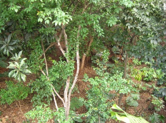 Jardim existente do Centro Cultural São Paulo