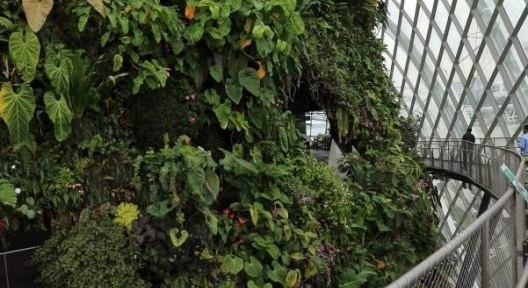 Cloud Forest, vista das passarelas, Singapura