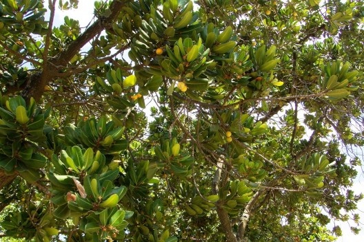 Vegetação variada, 2008