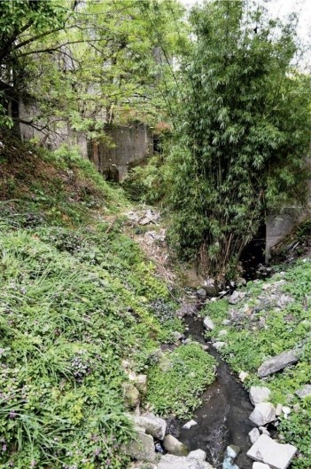 A natureza aparece vigorosa no espaço residual por onde escoa o riacho anônimo