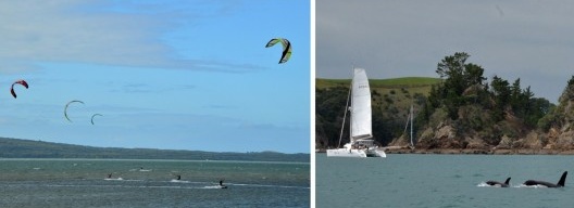 Esportes náuticos e uso frequente das frias águas de Auckland, 2016