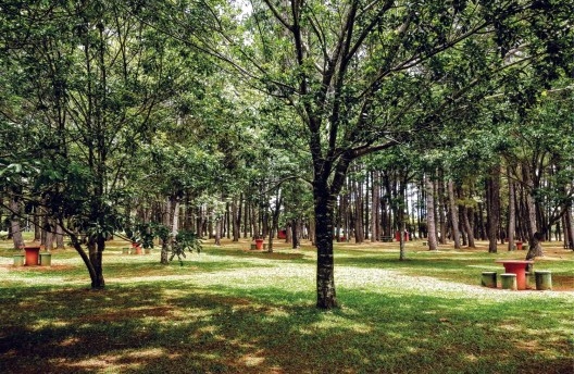 Bosque do Parque da Cidade em Brasília DF Brasil