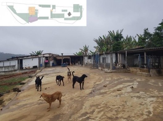 Sociedade Juizforense de Proteção Animal, canis e animais soltos, Juiz de Fora MG