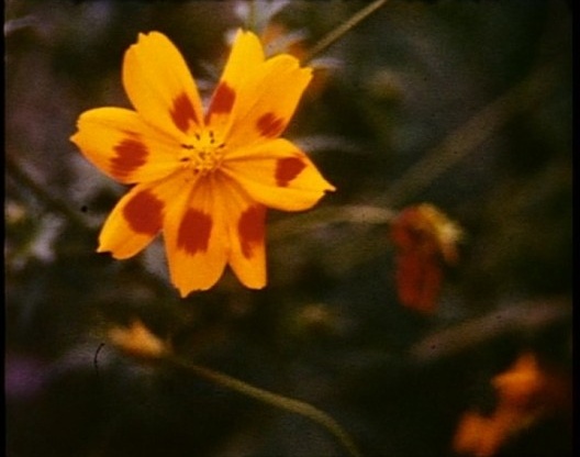 Marinella Pirelli, fotograma de Bruciare, 1971